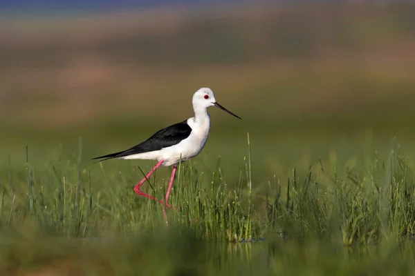 Bel Oiseau Eau Black Winged Stilt Nature Verte Fond Habitat — Photo