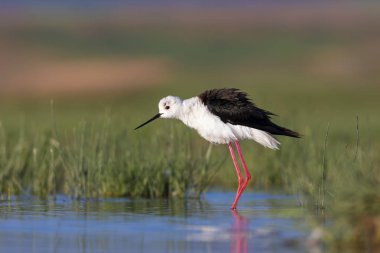 Güzel su kuşu. Siyah kanatlı Stilt. Yeşil doğa yaşam alanı arka planı.