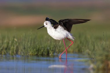 Güzel su kuşu. Siyah kanatlı Stilt. Yeşil doğa yaşam alanı arka planı.