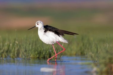 Güzel su kuşu. Siyah kanatlı Stilt. Yeşil doğa yaşam alanı arka planı.