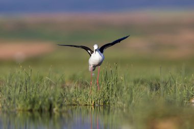 Güzel su kuşu. Siyah kanatlı Stilt. Yeşil doğa yaşam alanı arka planı.