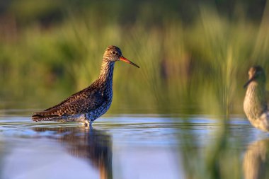 Doğa ve kuş. Ortak su kuşu Benekli Redshank. Tringa eritropus. Yeşil mavi doğa habitat arka plan.