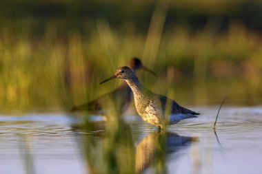 Doğa ve kuş. Ortak su kuşu Benekli Redshank. Tringa eritropus. Yeşil mavi doğa habitat arka plan.
