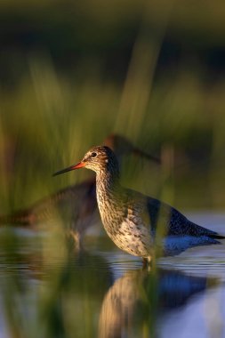 Doğa ve kuş. Ortak su kuşu Benekli Redshank. Tringa eritropus. Yeşil mavi doğa habitat arka plan.
