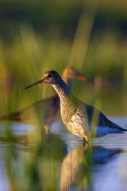 Doğa ve kuş. Ortak su kuşu Benekli Redshank. Tringa eritropus. Yeşil mavi doğa habitat arka plan.