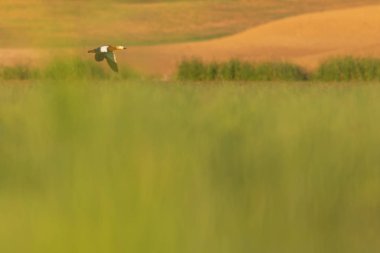 Uçan Ruddy Shelduck. Renkli doğa habitat arka plan. Kuş: Ruddy Shelduck.