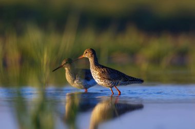 Doğa ve kuş. Ortak su kuşu Benekli Redshank. Tringa eritropus. Yeşil mavi doğa habitat arka plan.