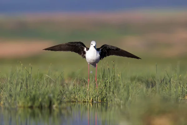 Beautiful water bird. Black winged Stilt. Green nature habitat background.