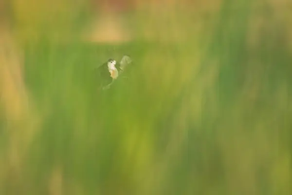 Krásný Vodní Pták Černá Okřídlená Chůda Zelené Přírodní Stanoviště Pozadí — Stock fotografie
