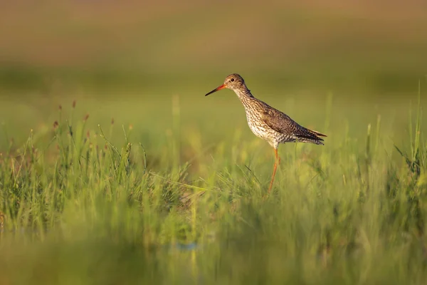 Nature Oiseau Oiseau Eau Commun Raifort Tacheté Tringa Erythropus Vert — Photo