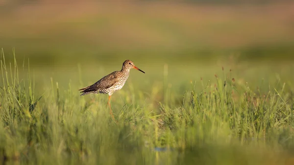 Natureza Pássaro Pássaro Água Comum Manchado Redshank Tringa Erythropus Verde — Fotografia de Stock