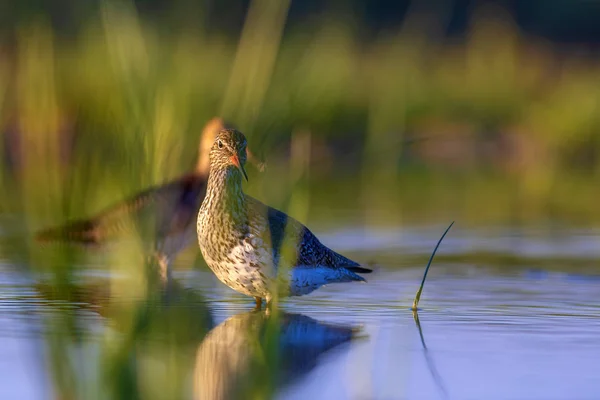 Natureza Pássaro Pássaro Água Comum Manchado Redshank Tringa Erythropus Verde — Fotografia de Stock