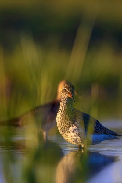 Naturaleza Aves Pájaro Acuático Común Manchado Redshank Tringa Eritropus Verde — Foto de Stock