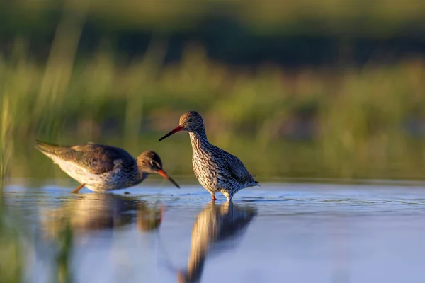 Doğa ve kuş. Ortak su kuşu Benekli Redshank. Tringa eritropus. Yeşil mavi doğa habitat arka plan.