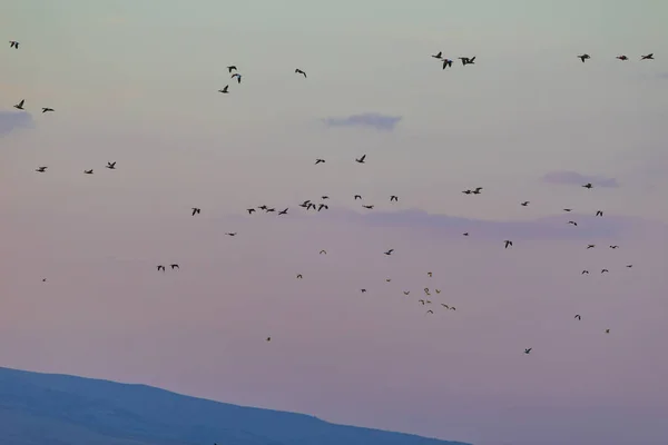 Закат Летающие Птицы Цвет Фона — стоковое фото