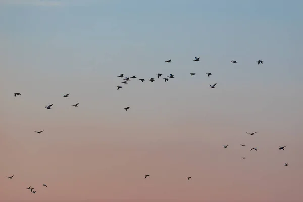 Tramonto Uccelli Volanti Tramonto Colori Sfondo — Foto Stock