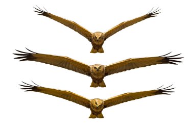 Uçan kuş. Yırtıcı kuş. İzole kuş.. 