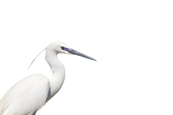 Einsamer Vogel Bild Herausschneiden Reiher Wenig Ego — Stockfoto