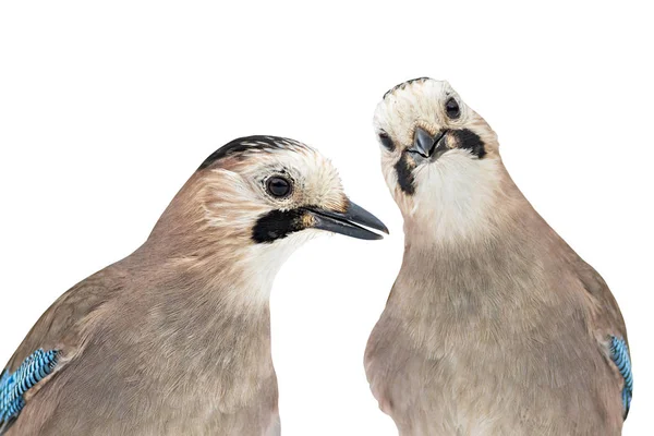 Isolerade Fåglar Skär Bort Bilden Eurasiatisk Jay — Stockfoto