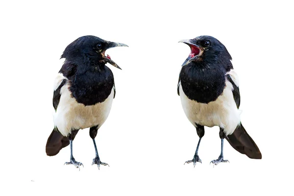 Pássaro Isolado Pássaro Magpie Eurasiático Pica Pica — Fotografia de Stock