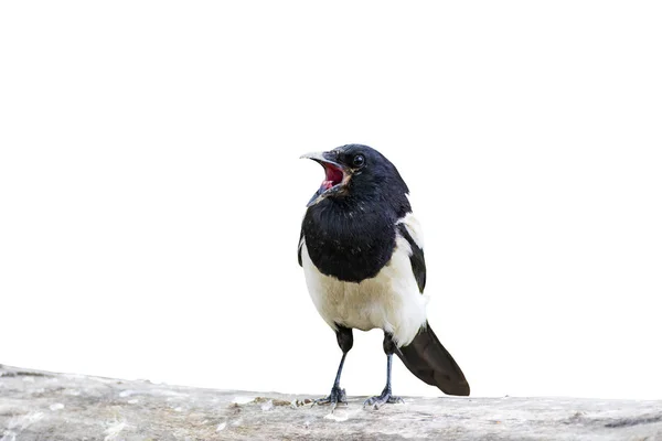 Isolerad Fågel Fågel Eurasiska Skatan Pica Pica — Stockfoto