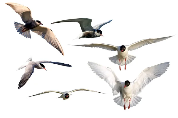 Odizolowane Ptaki Wytnij Obraz Białe Tło Rybitwa — Zdjęcie stockowe