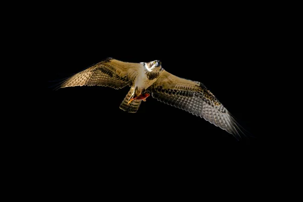 Einsamer Vogel Bild Herausschneiden Fischadler Schwarzer Hintergrund — Stockfoto