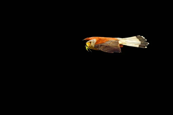 Fliegender Vogel Greifvogel Isolierter Vogel — Stockfoto