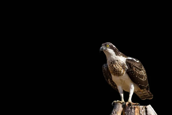 Izolovaný Pták Vystřihni Obraz Orel Osprey Černé Pozadí — Stock fotografie