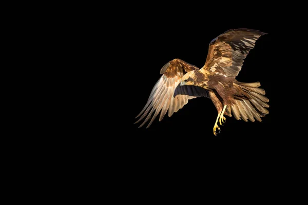 Fliegender Vogel Greifvogel Isolierter Vogel — Stockfoto