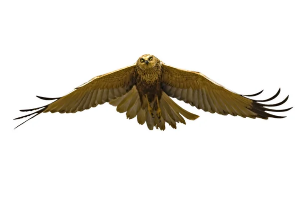Pássaro Voador Pássaro Rapina Aves Isoladas — Fotografia de Stock