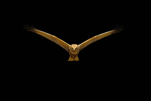 Flying Bird Bird Prey Isolated Bird — 스톡 사진