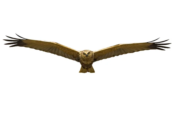 Fliegender Vogel Greifvogel Isolierter Vogel — Stockfoto