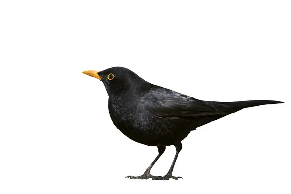 Izolovaný Pták Vystřihni Obraz Černý Pták — Stock fotografie