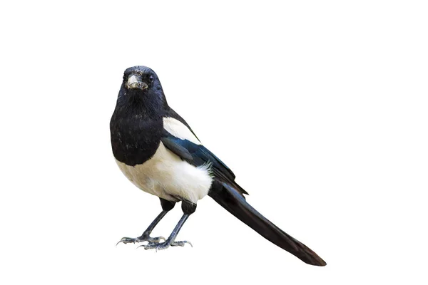 Einsamer Vogel Vogel Eurasische Elster Pica Pica — Stockfoto