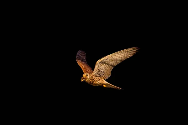 Летающая Птица Хищная Птица Изолированная Птица — стоковое фото