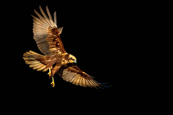 Pássaro Voador Pássaro Rapina Aves Isoladas — Fotografia de Stock