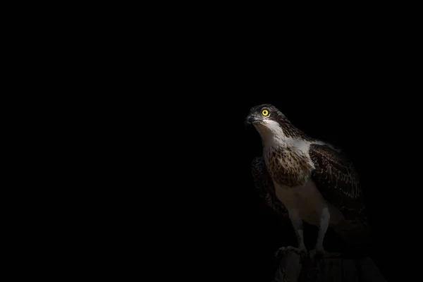 Abstracte Natuur Vogels Zwarte Donkere Achtergrond — Stockfoto