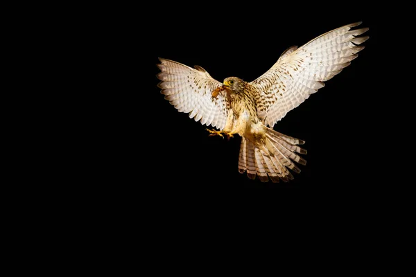 Pájaro Volador Pájaro Presa Aves Aisladas — Foto de Stock