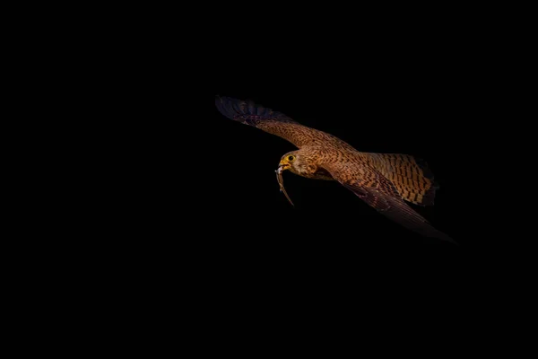 Abstrakte Natur Vögel Schwarzer Dunkler Hintergrund — Stockfoto