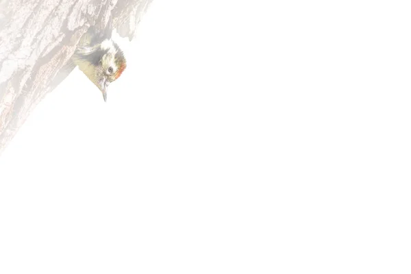 Абстрактна Природа Птахи Туманний Фон Природи — стокове фото