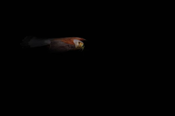 抽象的な性質 鳥だ黒い闇の背景 — ストック写真
