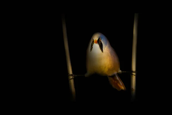 Natureza Abstracta Pássaros Preto Fundo Escuro — Fotografia de Stock