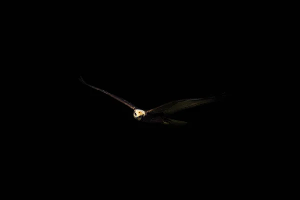 Abstract Nature Birds Black Dark Background — 스톡 사진