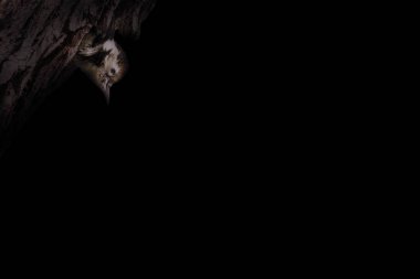 Soyut doğa. Kuşlar. Siyah koyu arkaplan.