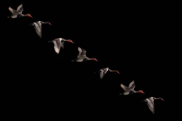 Naturaleza Abstracta Pájaros Fondo Negro Oscuro — Foto de Stock