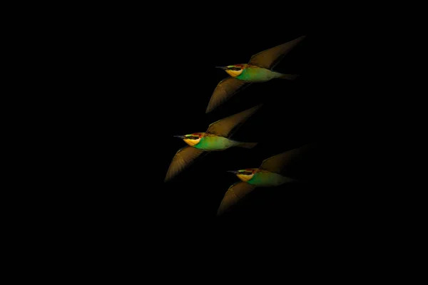 抽象的天性鸟儿 黑色背景 — 图库照片
