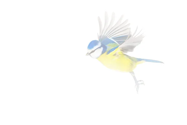 Abstrakcyjna Natura Ptaki Niebieski Cycek Mgła Tle Natury — Zdjęcie stockowe