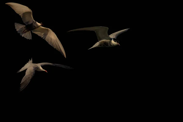 Abstrakte Natur Vögel Schwarzer Dunkler Hintergrund — Stockfoto