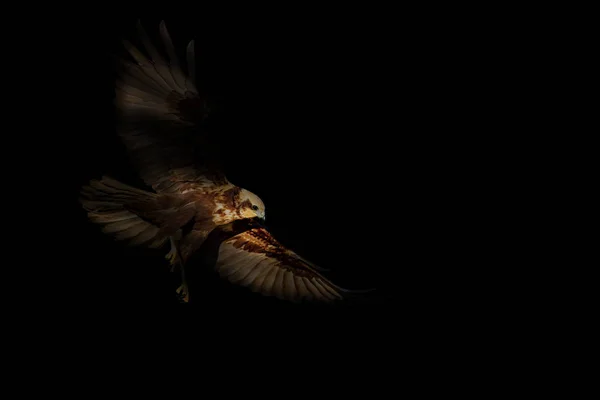 Абстрактная Природа Птицы Черный Темный Фон — стоковое фото